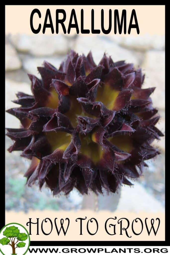 How to grow Caralluma