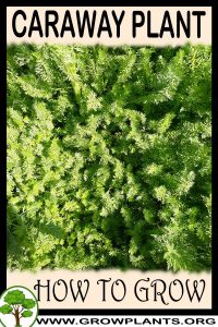 How to grow Caraway plant