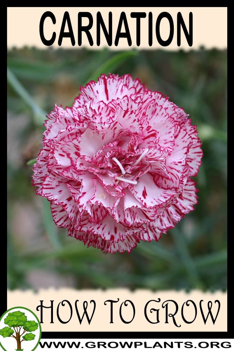 How to grow Carnation
