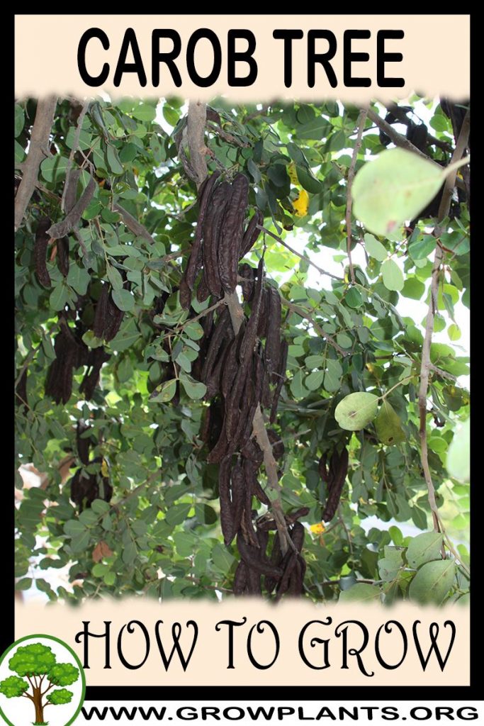 How to grow Carob tree