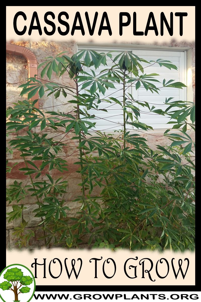How to grow Cassava plant