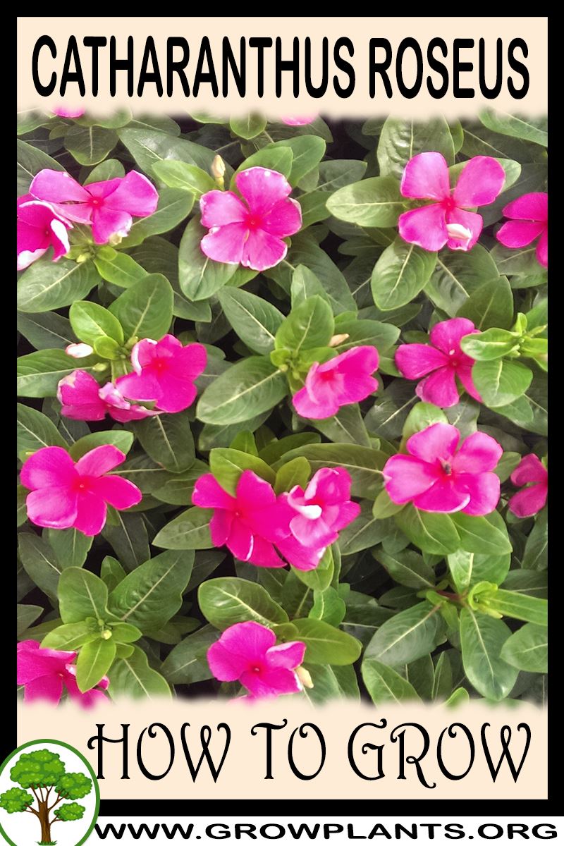 How to grow Catharanthus roseus