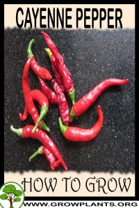 How to grow Cayenne pepper