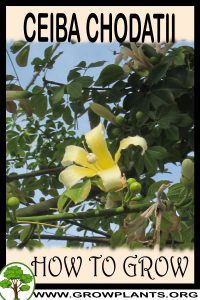 How to grow Ceiba chodatii