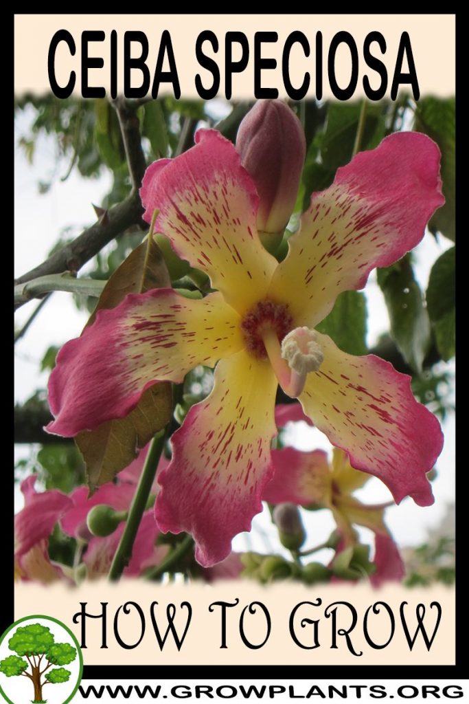 How to grow Ceiba speciosa