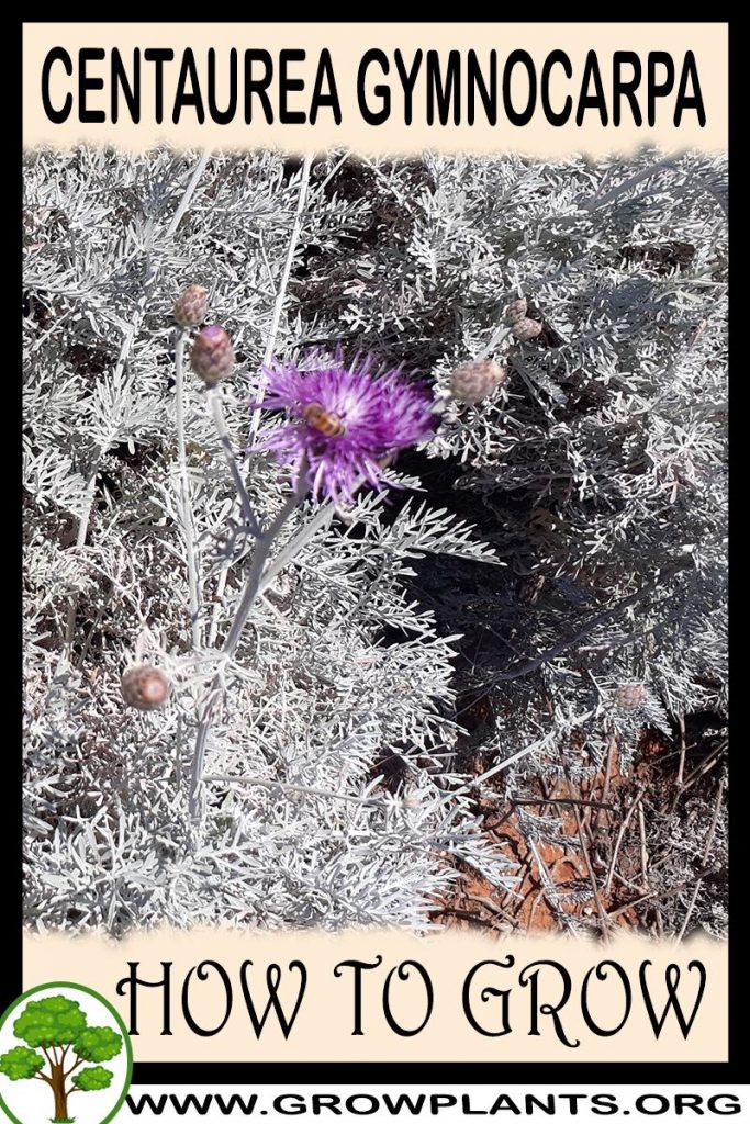 How to grow Centaurea gymnocarpa