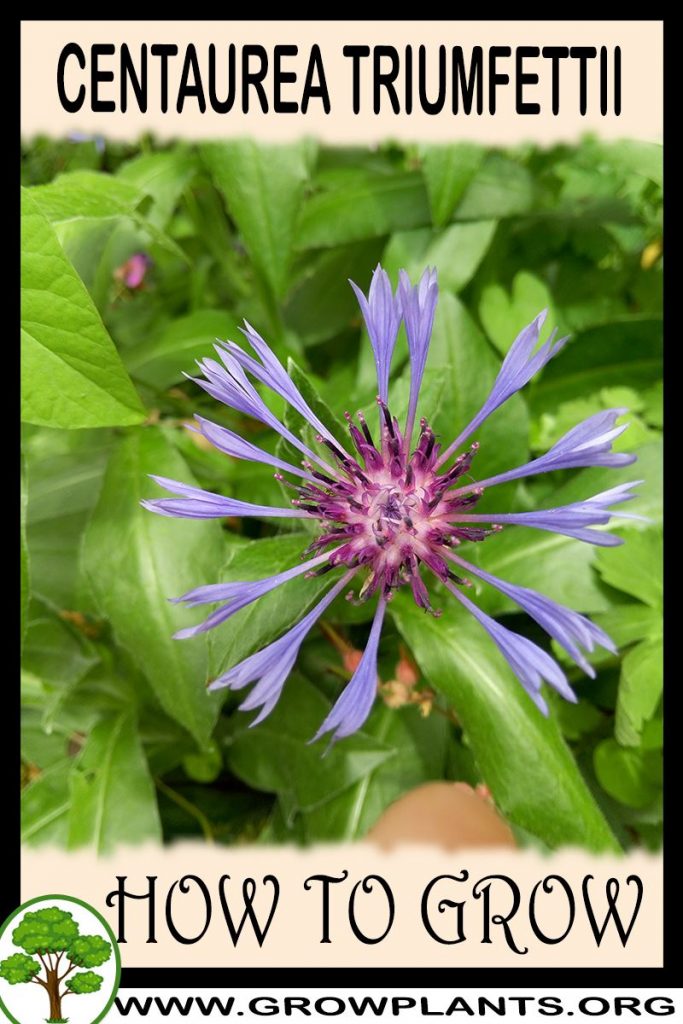 How to grow Centaurea triumfettii