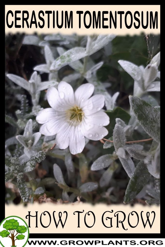 Cerastium tomentosum - How to grow & care