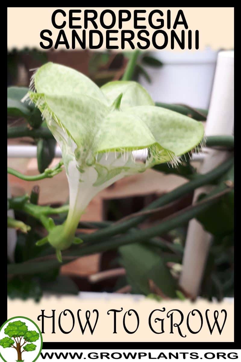 How to grow Ceropegia sandersonii
