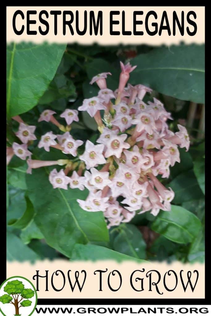 How to grow Cestrum elegans