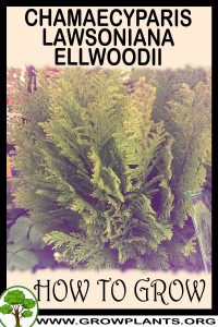 How to grow Chamaecyparis lawsoniana ellwoodii