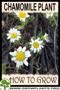 How to grow Chamomile plant