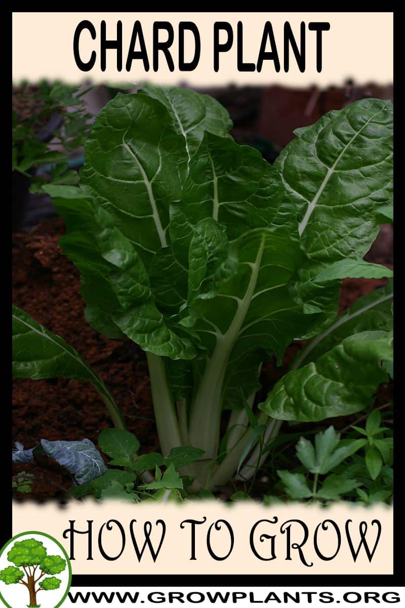 How to grow Chard plant