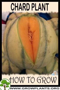 How to grow Charentais melon