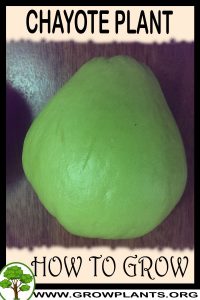 How to grow Chayote