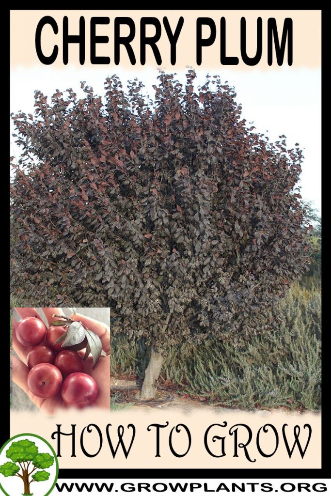 How to grow Cherry plum