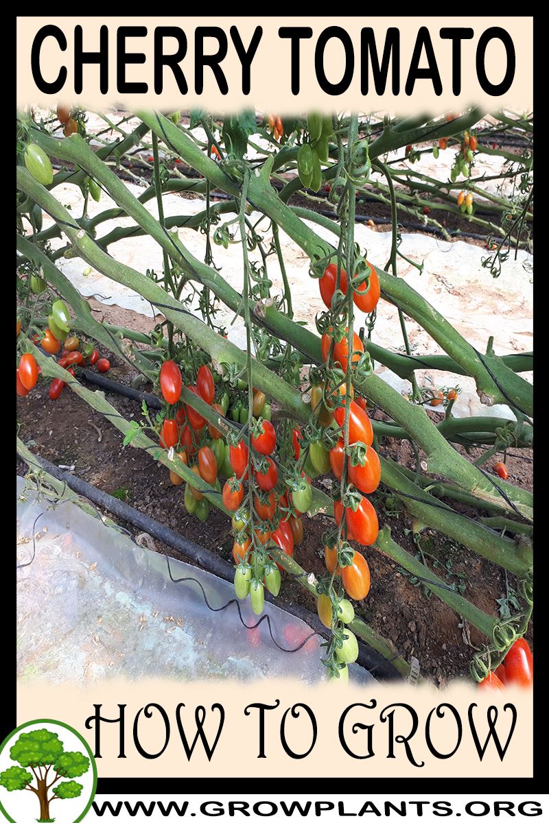 How to grow Cherry tomato