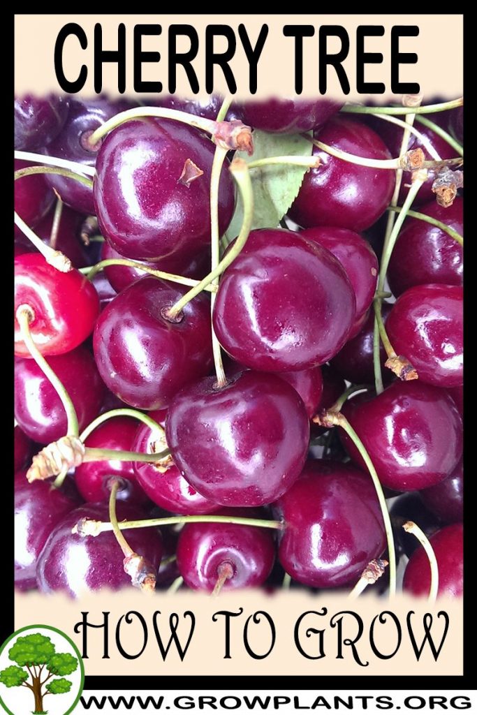 How to grow Cherry tree