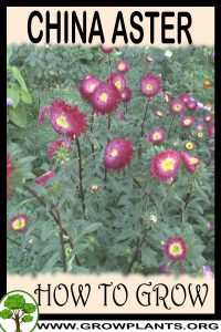 How to grow China aster