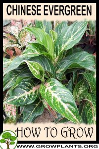 How to grow Chinese evergreen