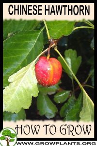How to grow Chinese hawthorn