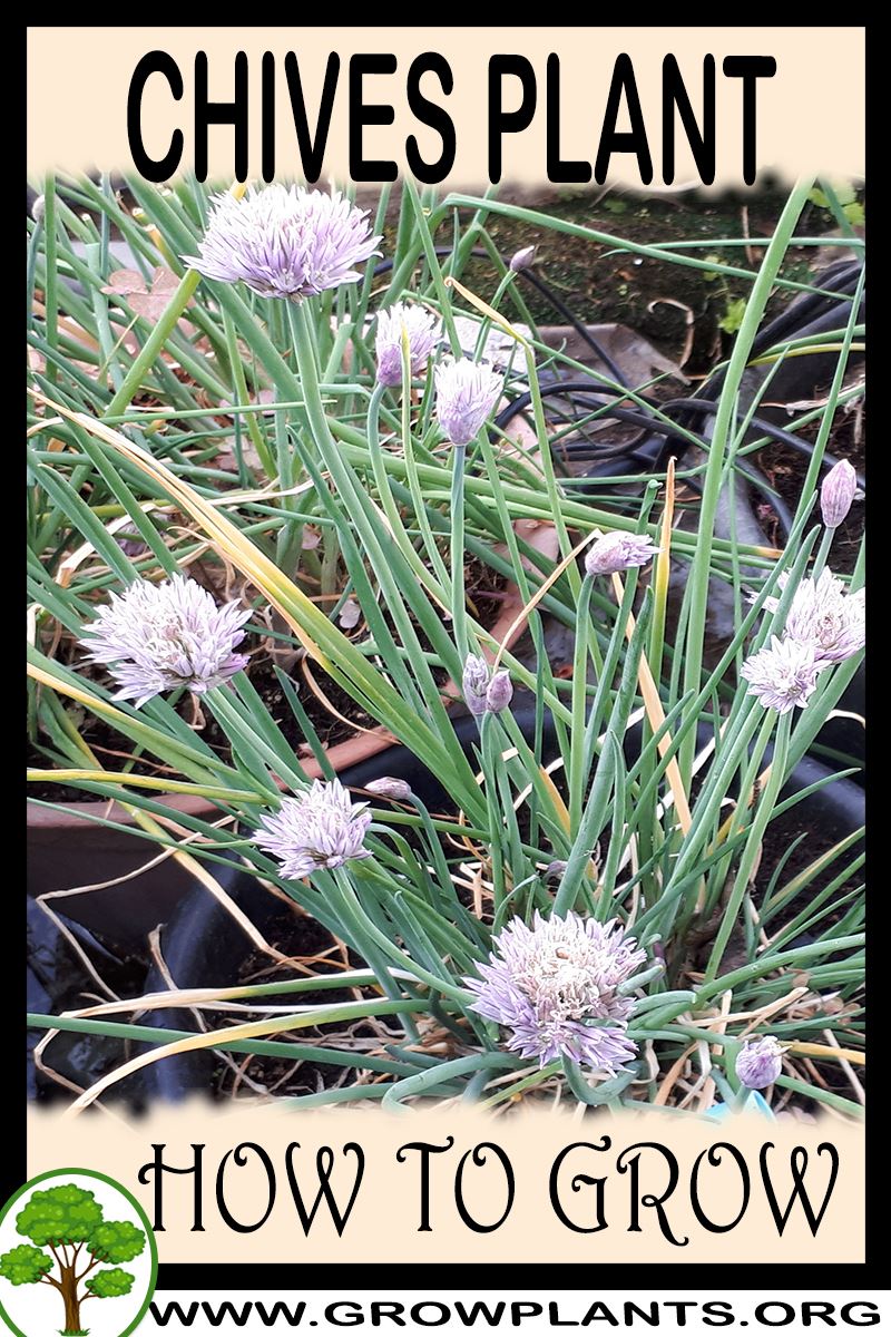 How to grow Chives plant