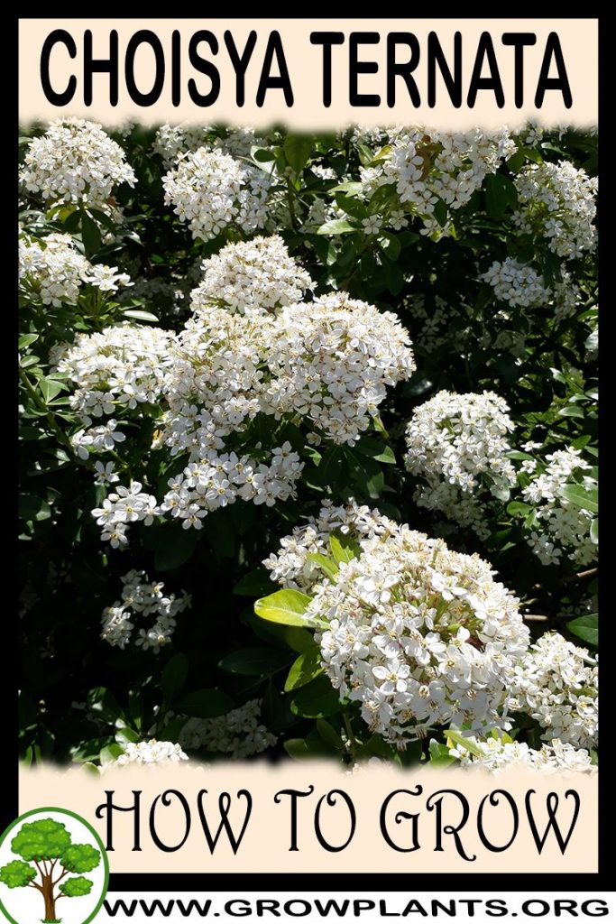 How to grow Choisya ternata