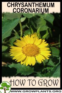 How to grow Chrysanthemum coronarium
