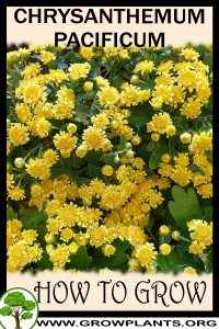 How to grow Chrysanthemum pacificum