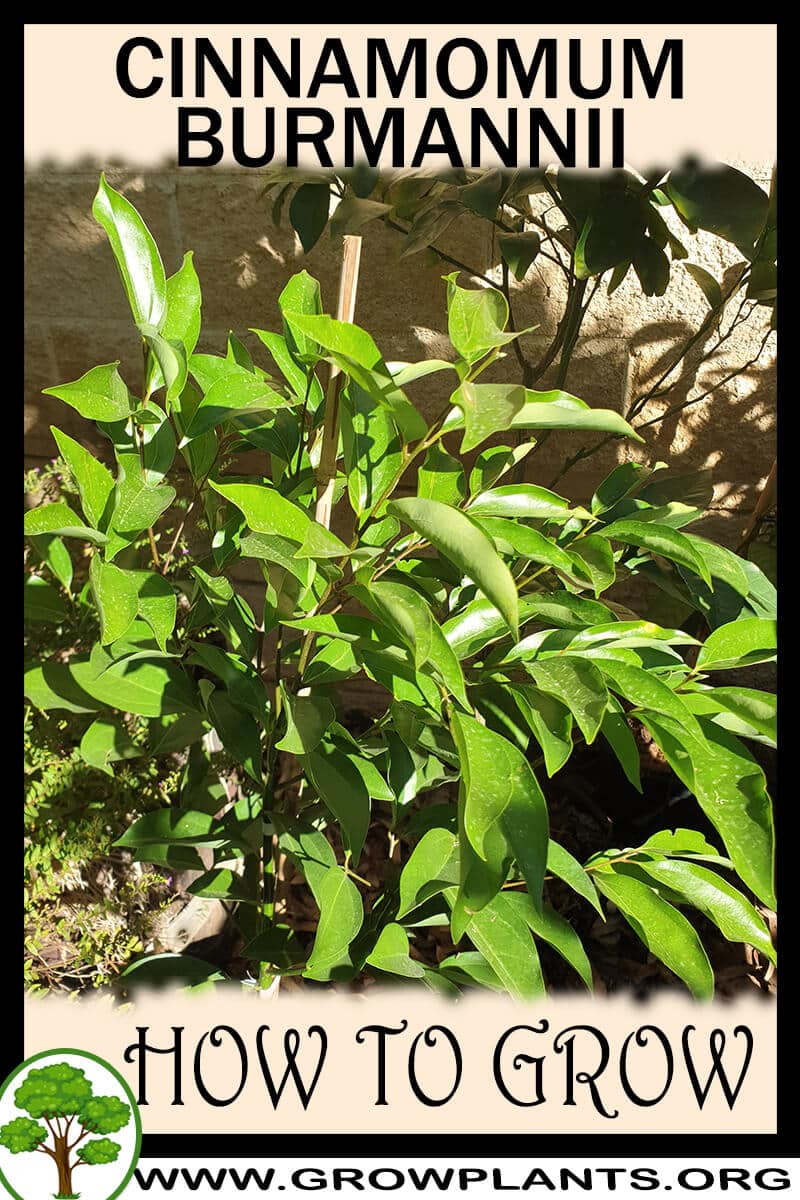 How to grow Cinnamomum burmannii