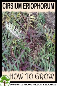 How to grow Cirsium eriophorum