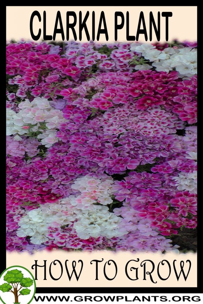 How to grow Clarkia