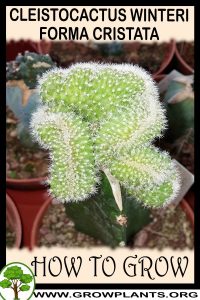 How to grow Cleistocactus winteri forma cristata
