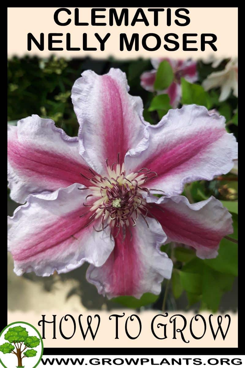 How to grow Clematis Nelly Moser
