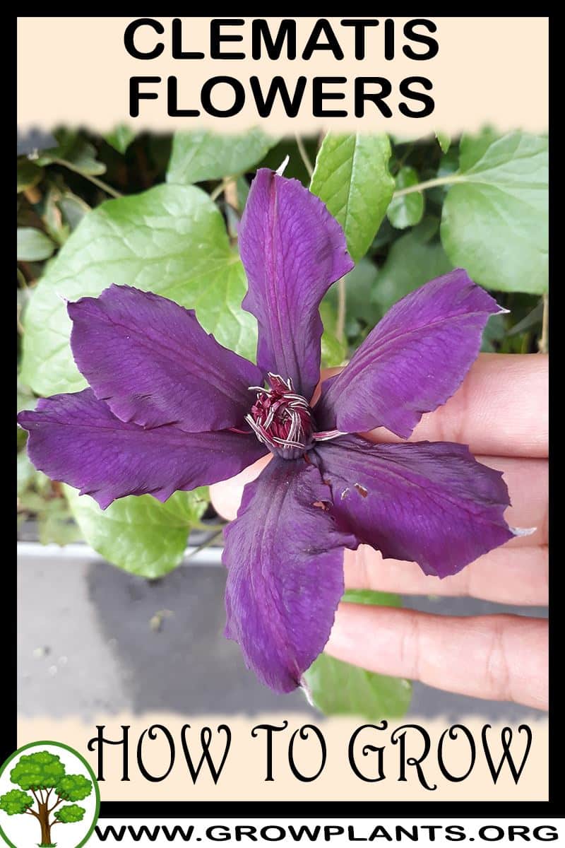 How to grow Clematis flower
