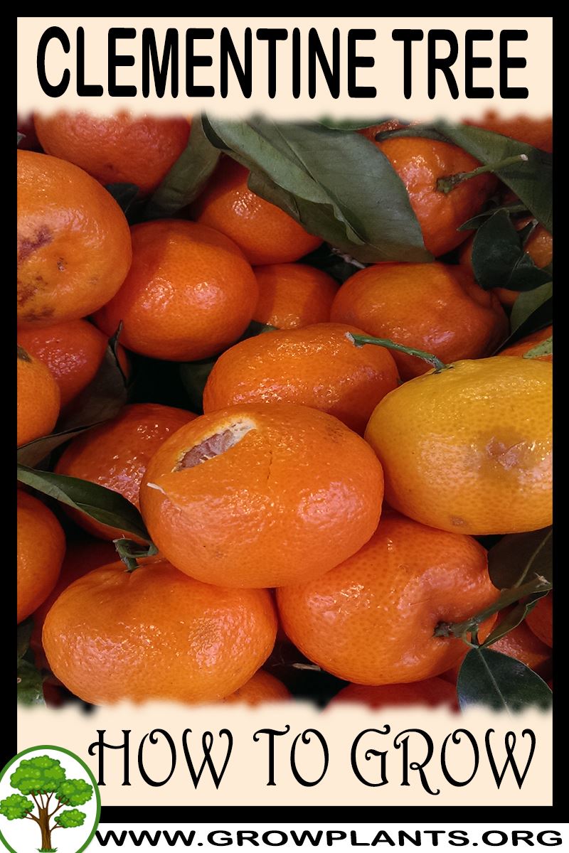 How to grow Clementine tree