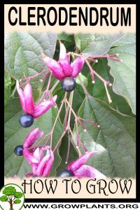 How to grow Clerodendrum