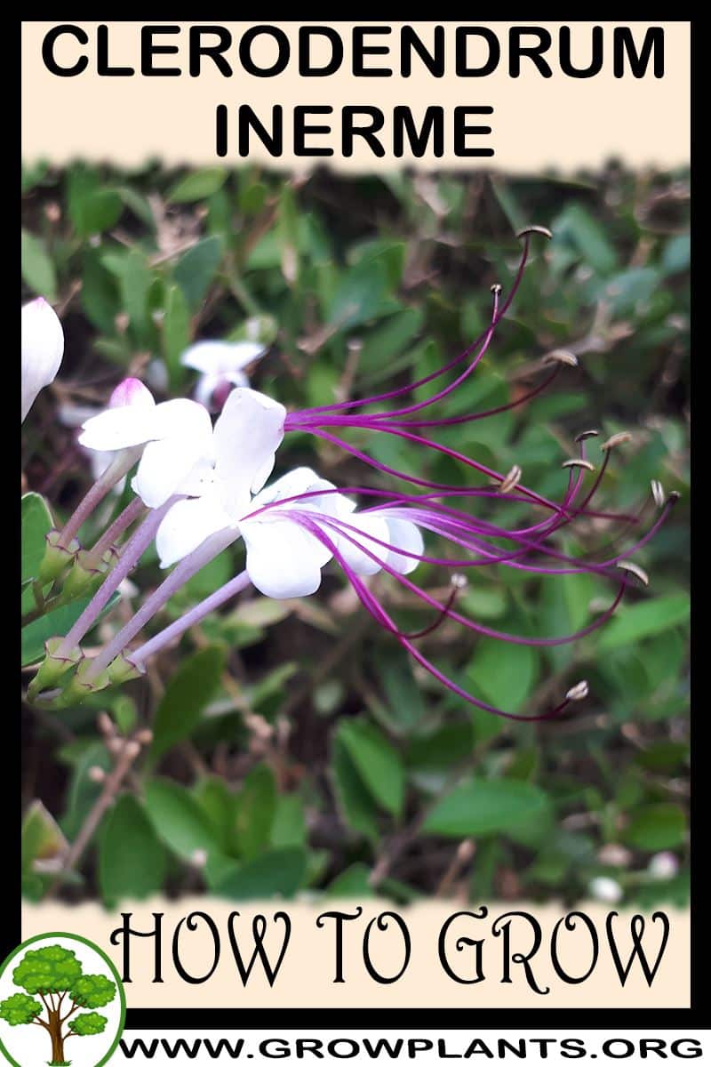 How to grow Clerodendrum inerme