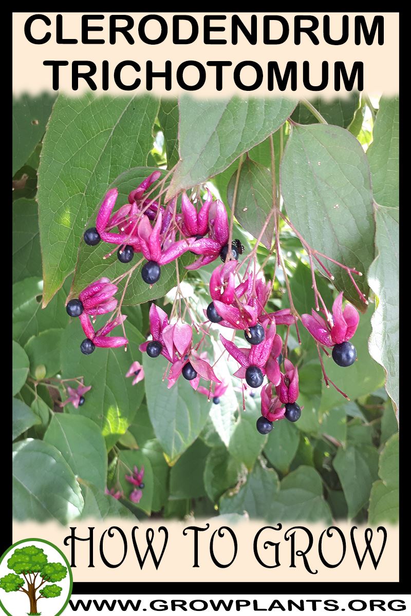 How to grow Clerodendrum trichotomum