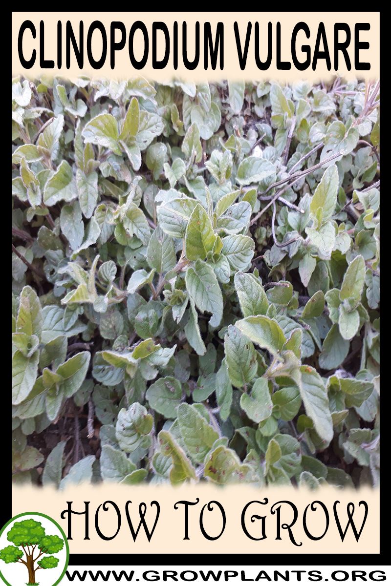 How to grow Clinopodium vulgare