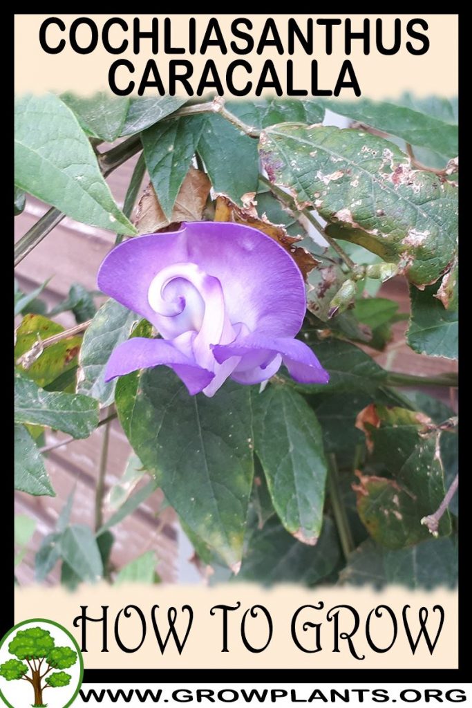 How to grow Cochliasanthus caracalla