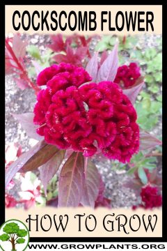 Cockscomb Flower - How To Grow & Care