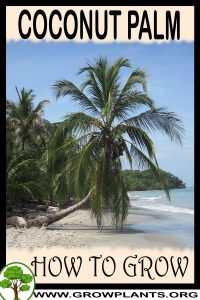 How to grow Coconut palm