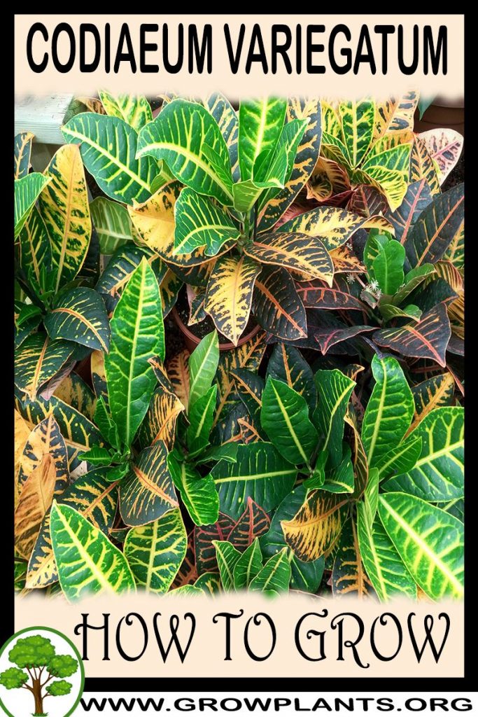 How to grow Codiaeum variegatum
