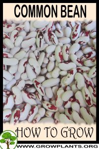 How to grow Common bean