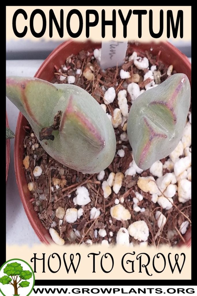 How to grow Conophytum