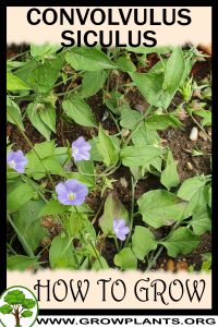 How to grow Convolvulus siculus