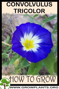 How to grow Convolvulus tricolor
