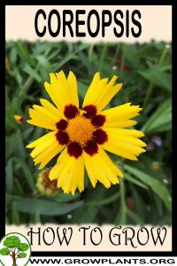How to grow Coreopsis