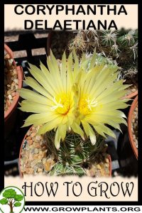 How to grow Coryphantha delaetiana